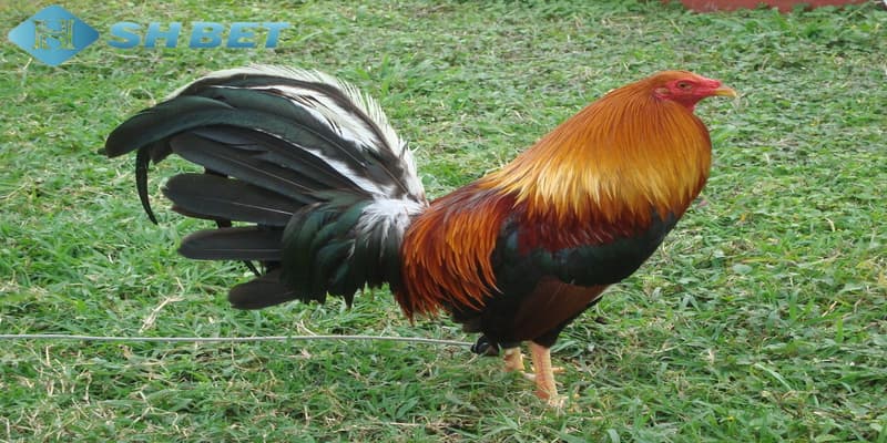 cách nhận biết gà đá hay Tại sao anh em cần biết các cách nhận biết gà đá hay