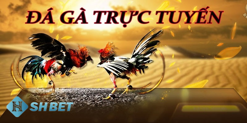 đá gà trực tuyến là gì Kinh nghiệm chơi đá gà trực tuyến là gì