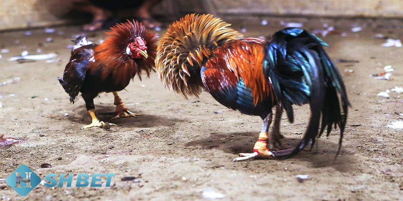 đá gà trực tuyến là gì Tổng quát về đá gà trực tuyến là gì