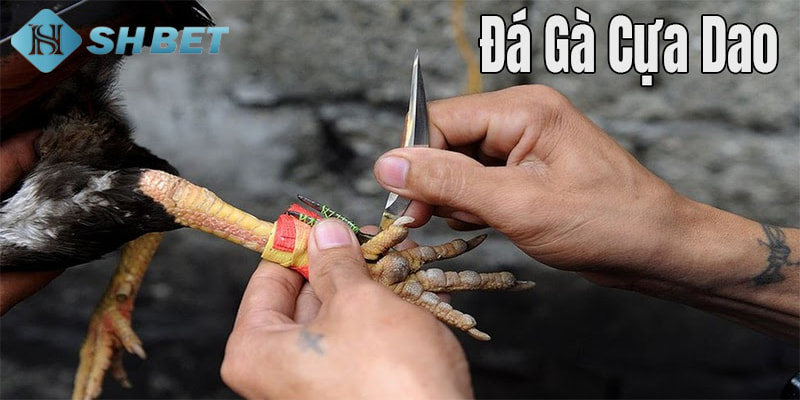 mẹo đá gà cựa dao Tổng hợp các mẹo đá gà cựa dao
